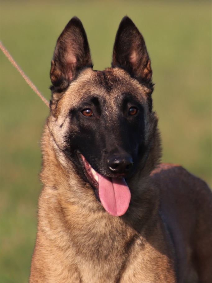 Malinois